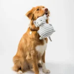 PET CARE 